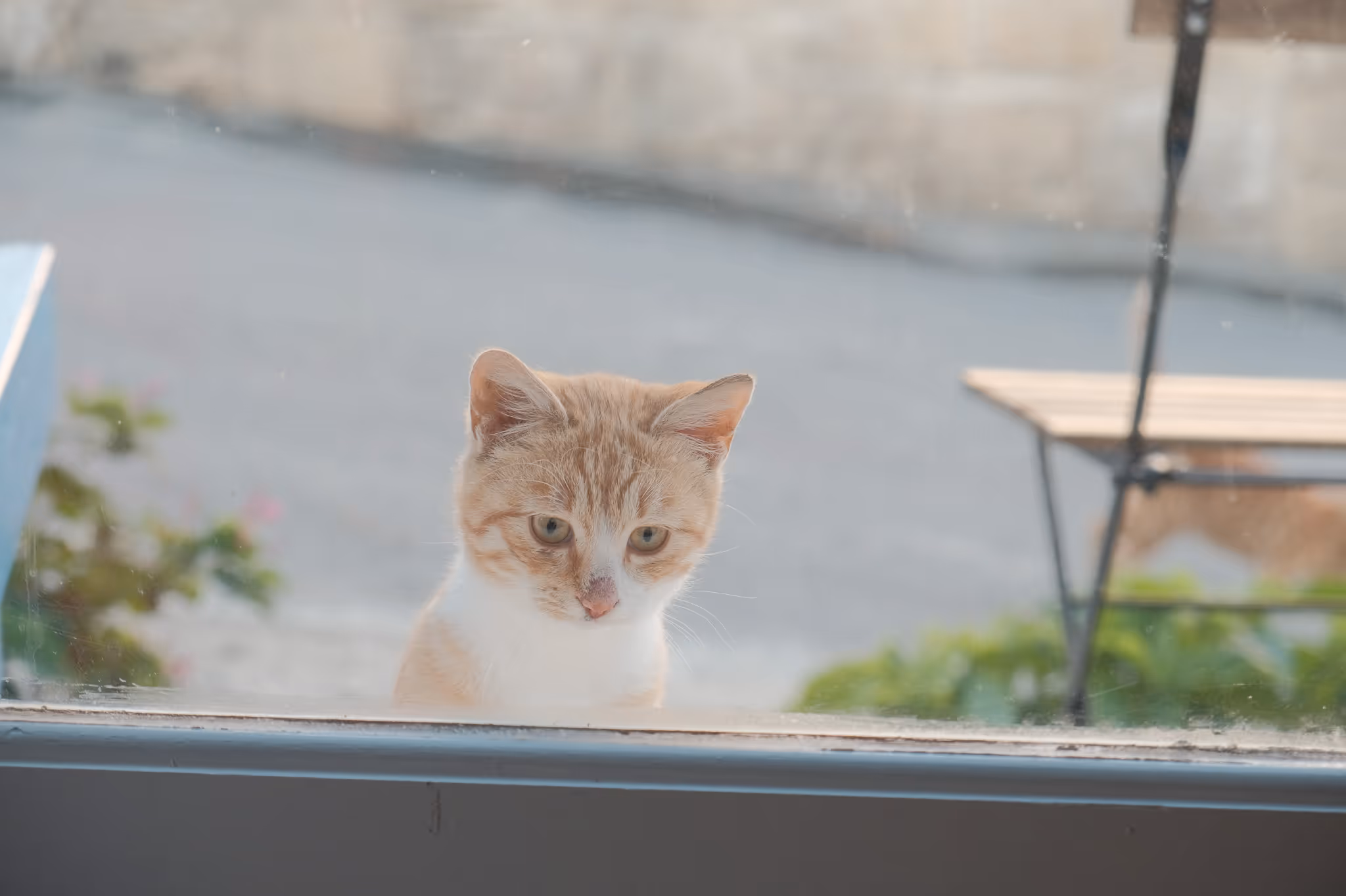 Orange and white cat looking through a window from outside.