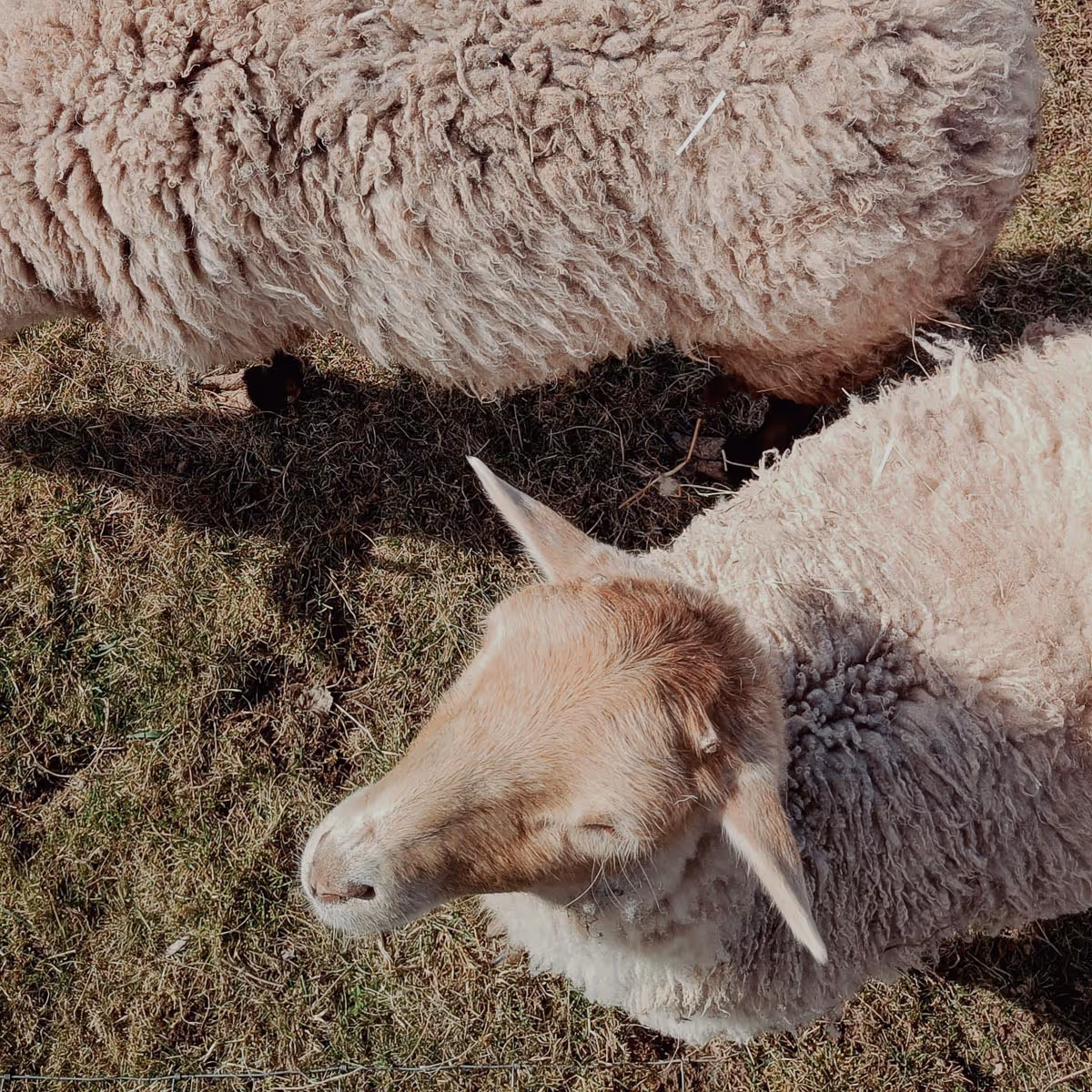 Two sheep with thick wool standing on dry grass, one facing slightly sideways and the other partially visible.