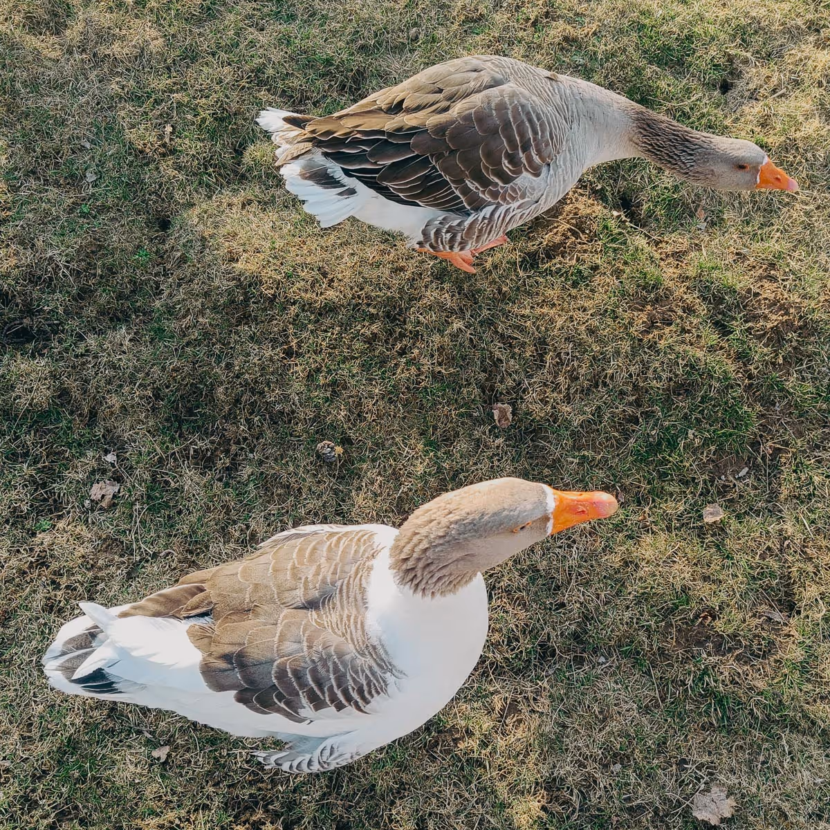 Two geese with orange beaks and brown, white, and gray feathers standing on dry grass.