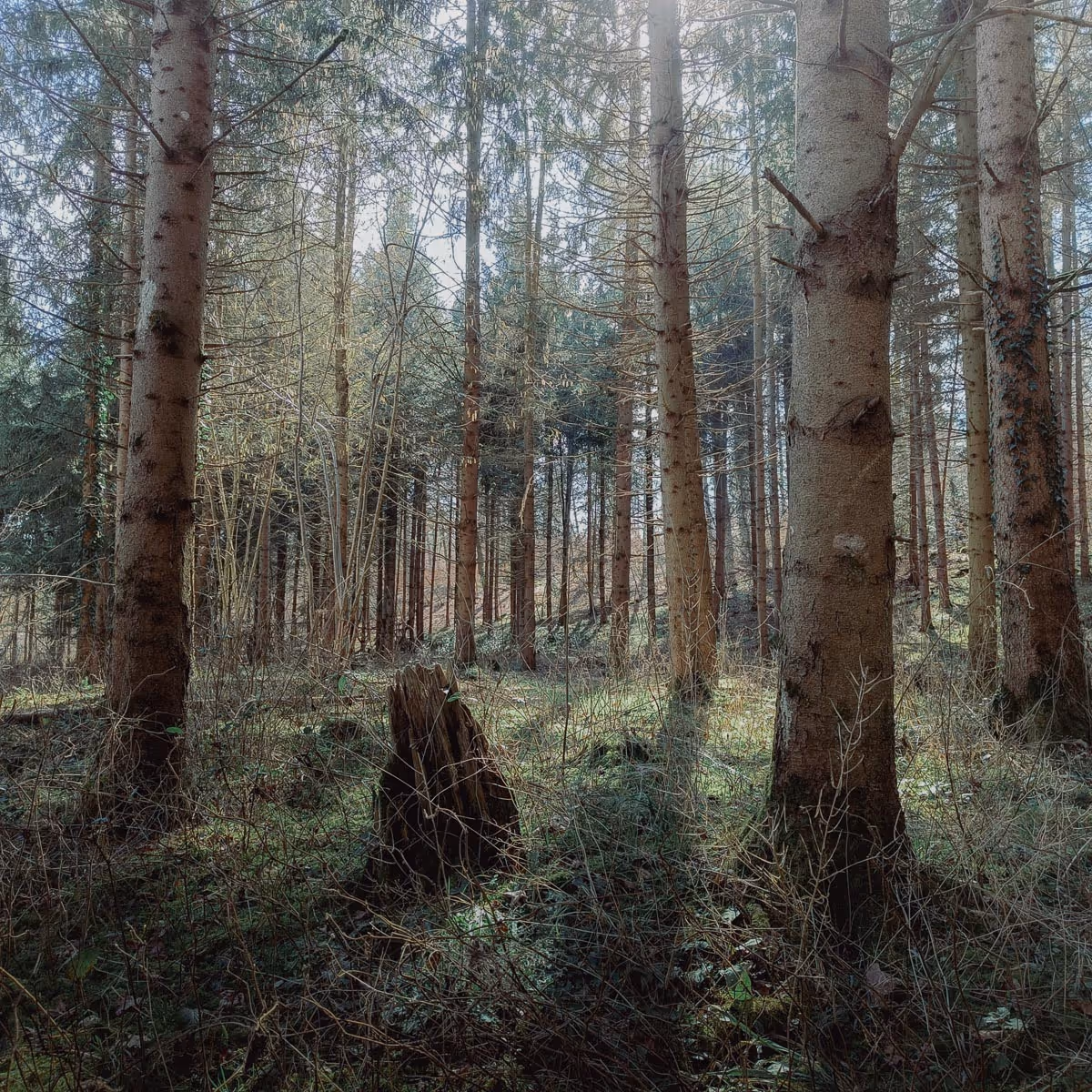 Sunlit forest scene with tall pine trees, dense undergrowth, and a moss-covered tree stump.