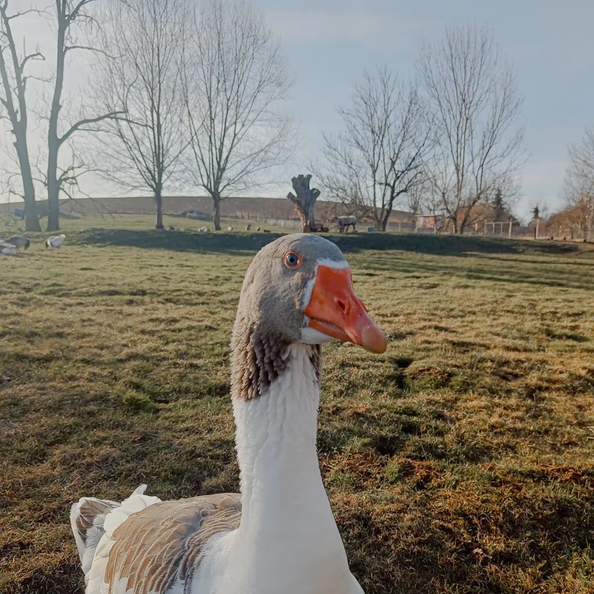Close-up of a goose with a gray head and orange beak standing on a grassy field with bare trees in the background.