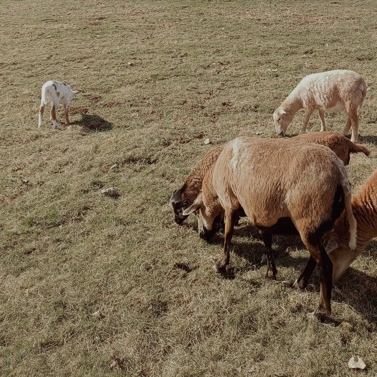 Group of sheep grazing on a dry grass field in daylight.