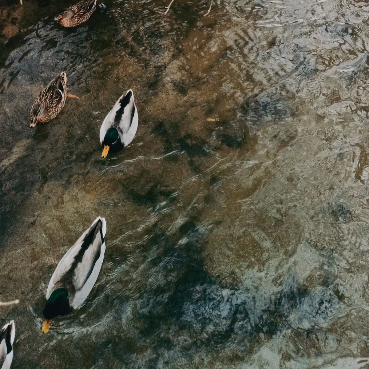 Two male mallard ducks and two female ducks swimming in shallow, rippling water.