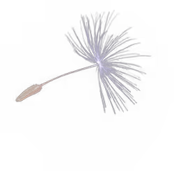 Dandelion petal layer - counseling brand West Islip NY
