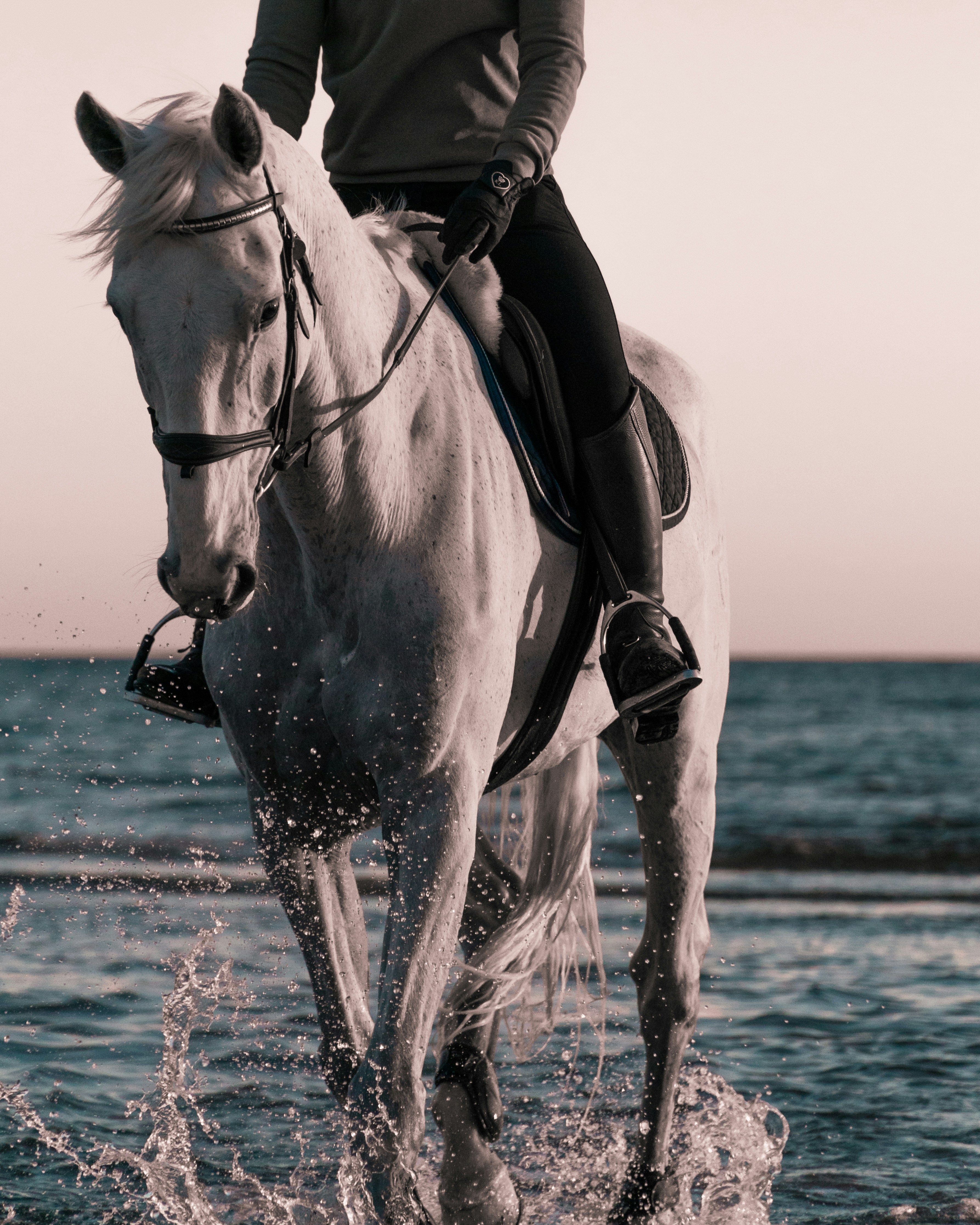 Person riding a white horse splashing through shallow ocean water at sunset.