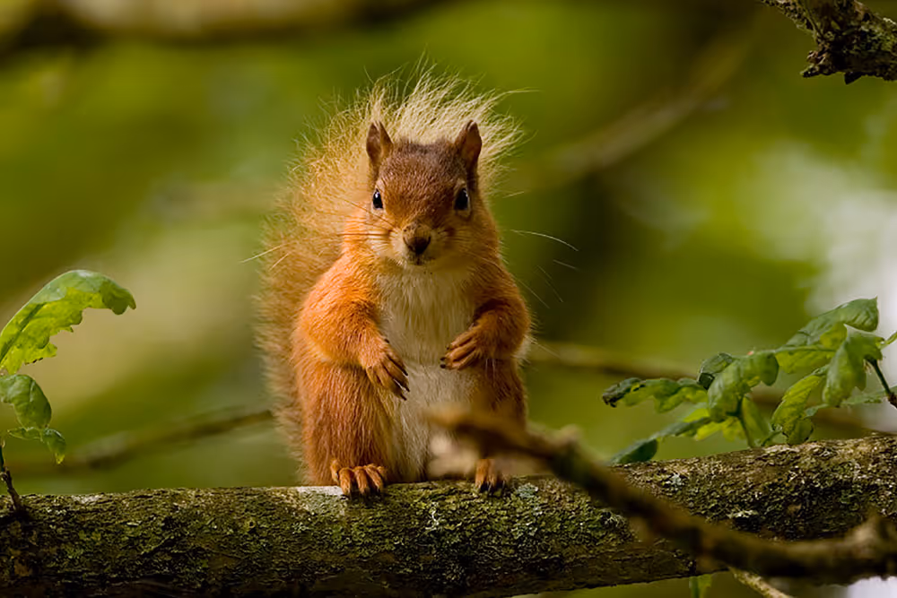 Protected Species Licensing photo