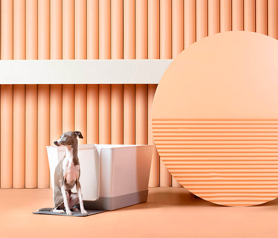 A stylish beautiful design dog