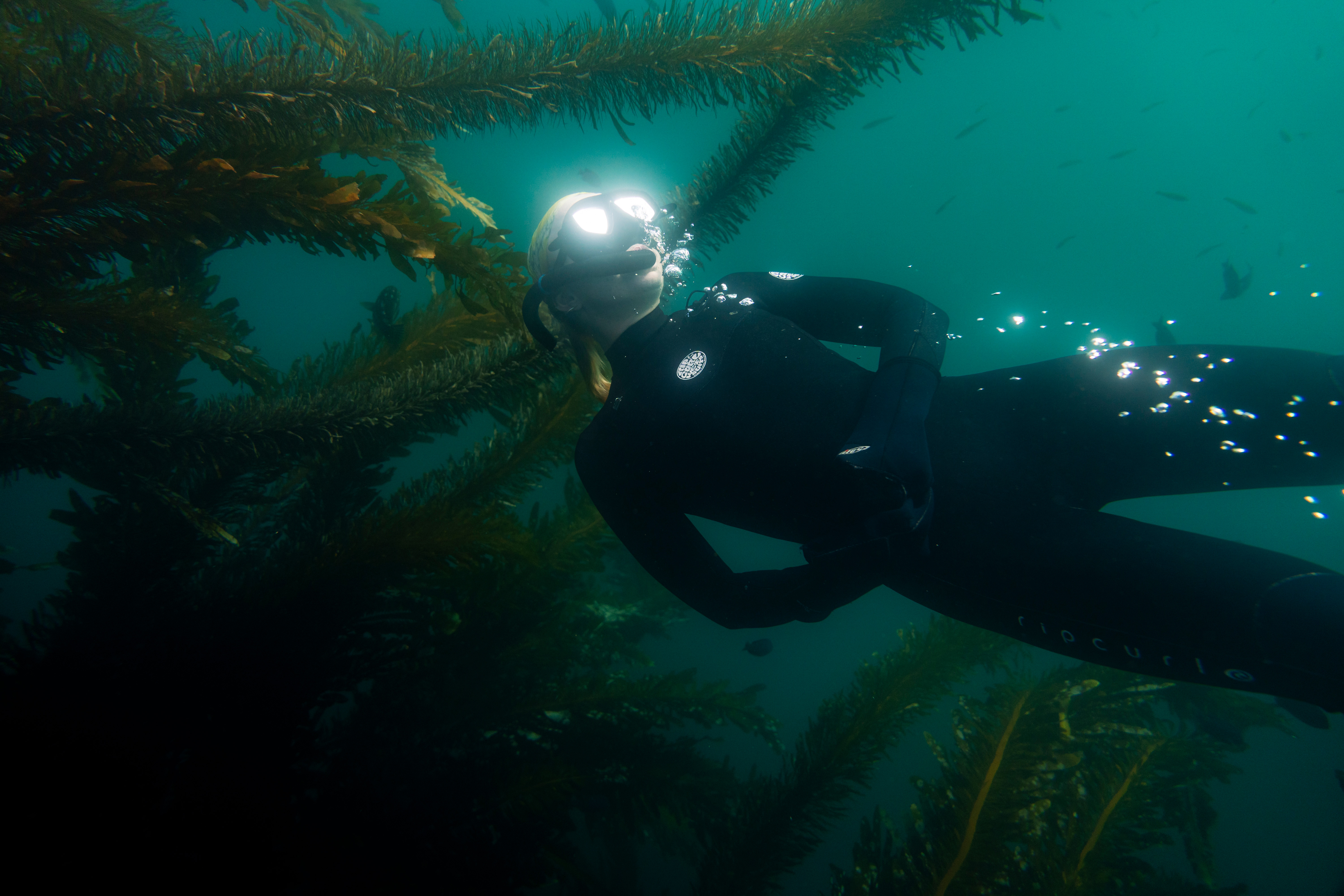 Image of a woman in a wetsuit, freediving in the last remaining kelp forests of Baja California