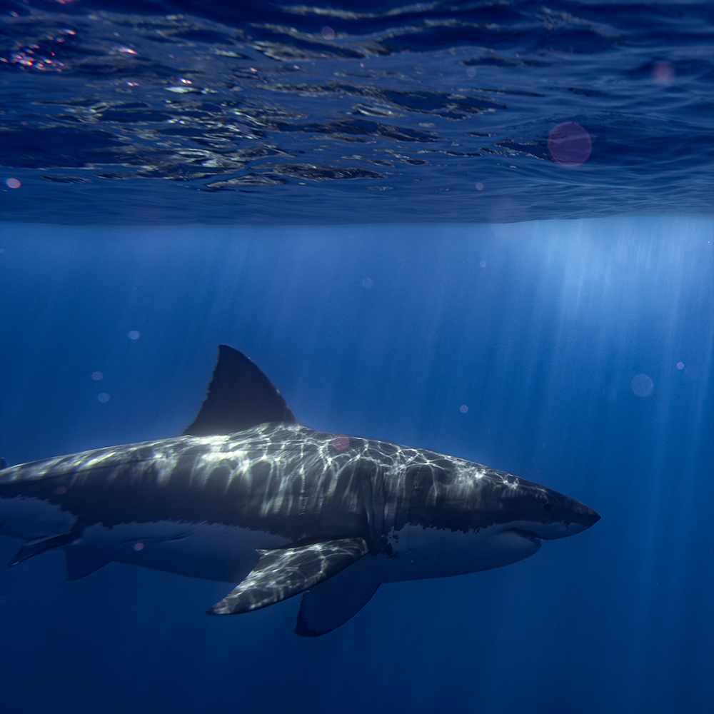 image of volunteers cleaning a beach