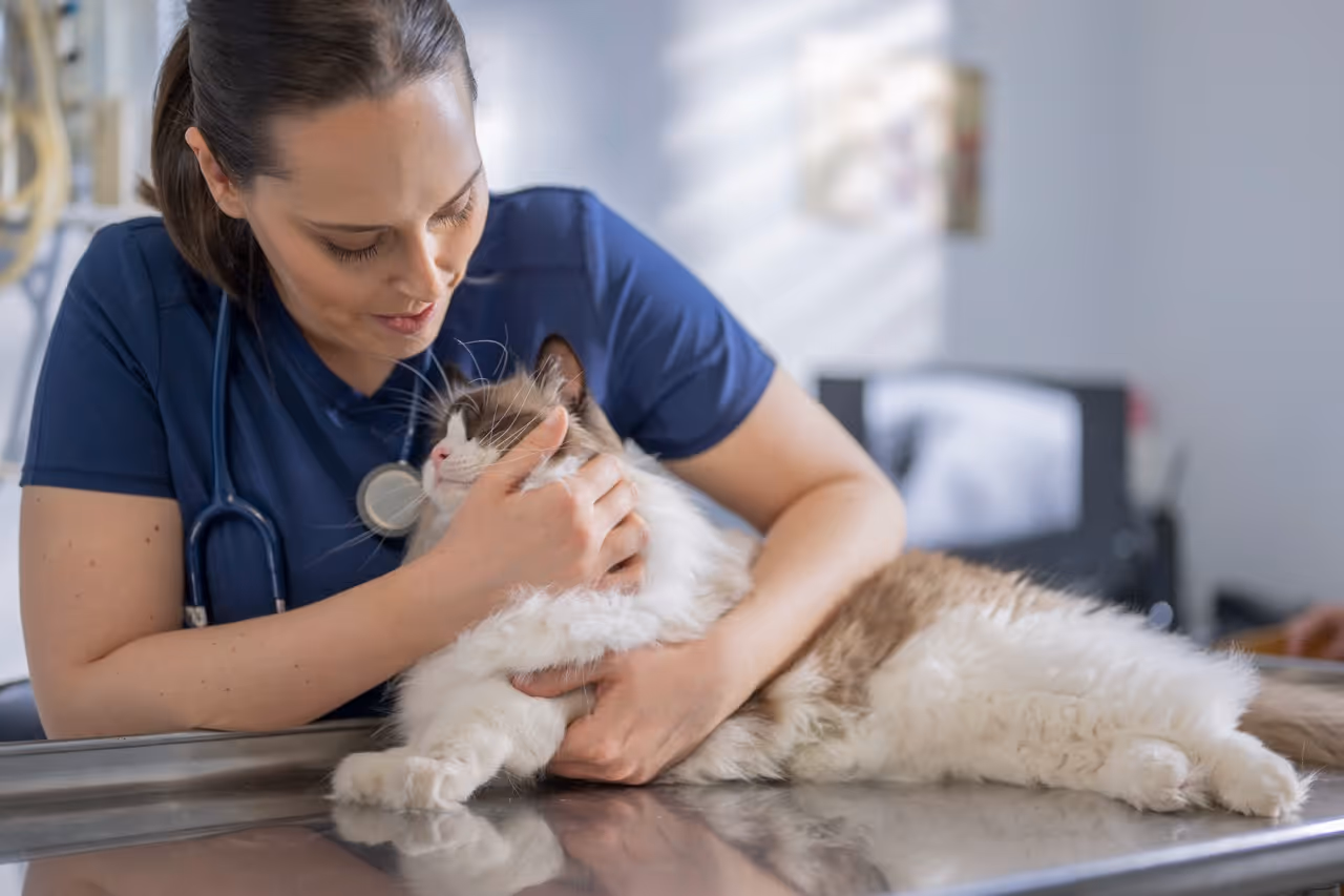 Veterinarian in blue scrubs holding and comforting a fluffy white and brown cat on an exam table.