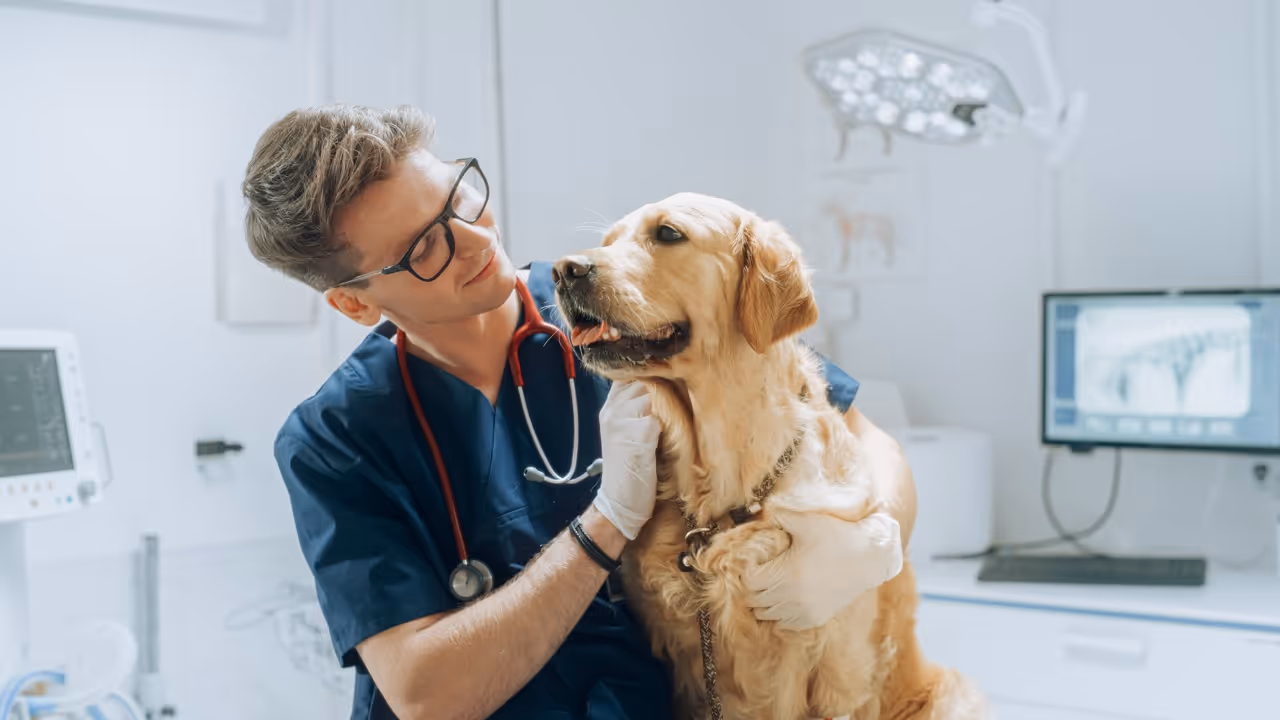 Veterinarian with stethoscope examining a golden retriever dog in a veterinary clinic.