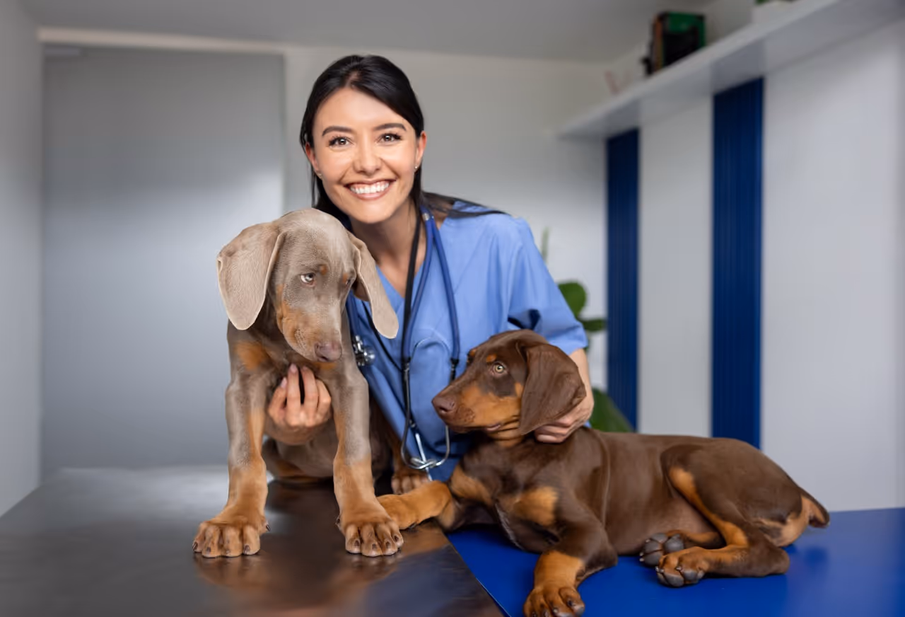 Smiling female veterinarian with a stethoscope holding two Doberman puppies on an exam table.