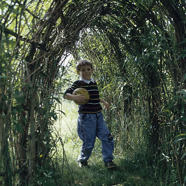 Wilgentunnel groen