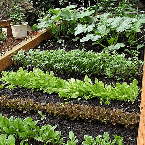Moestuin om van te leren