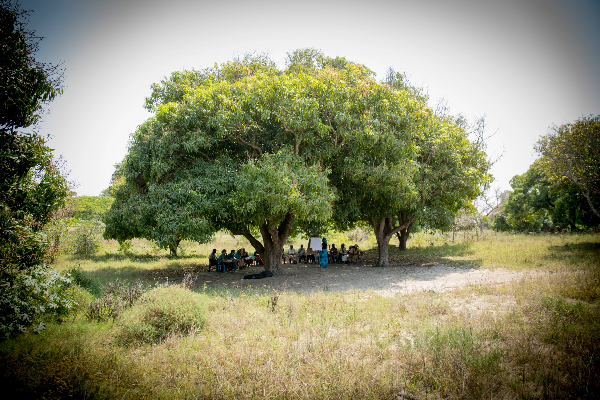Group of people seated in a circle under two large leafy trees in a grassy outdoor area, with a person standing near a flip chart.