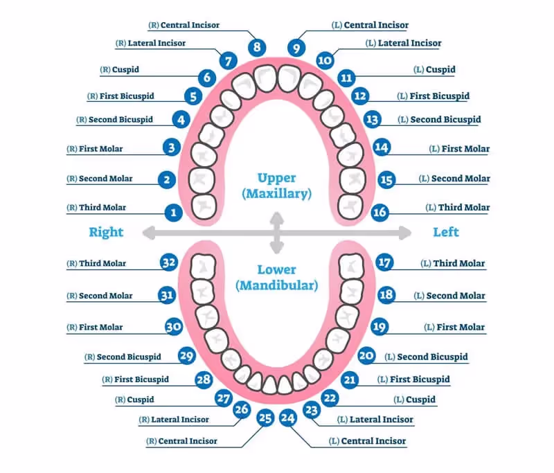 a tooth chart