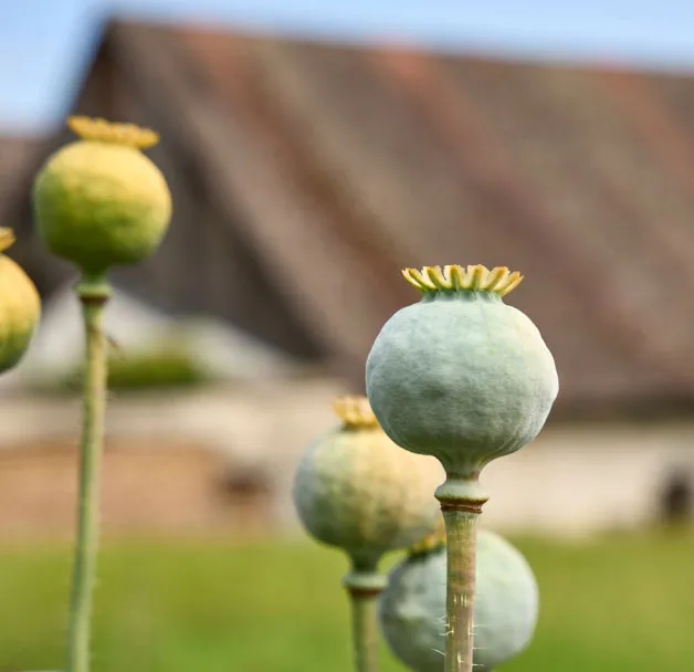 Verblühter Mohn mit einem Haus im Hintergrund