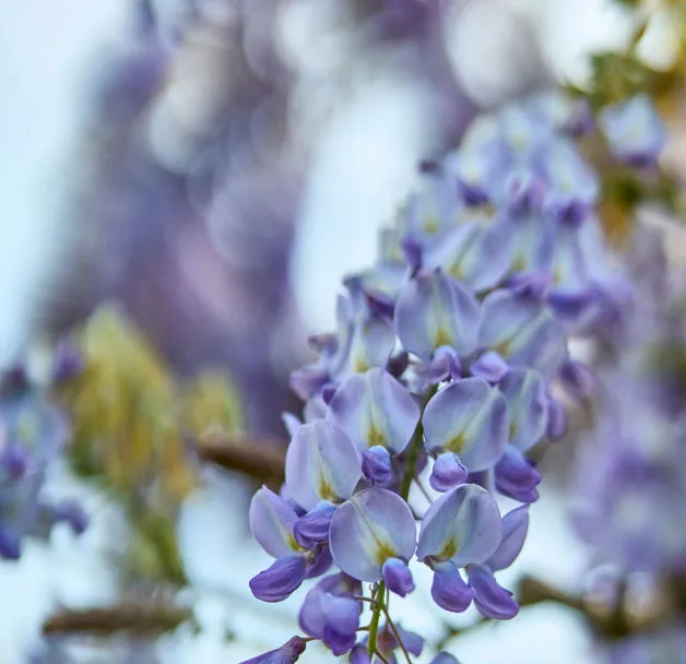Blaue Blüten eines Strauchs