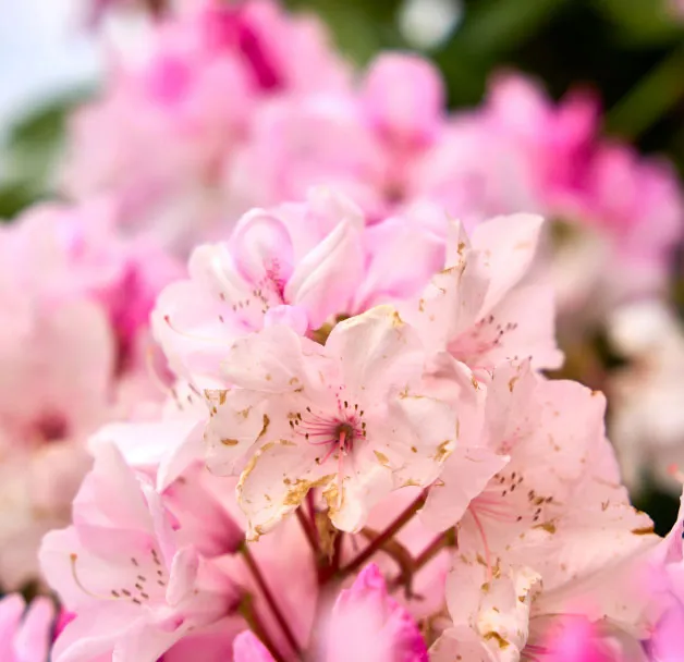 Rosa Blüten eines Baumes