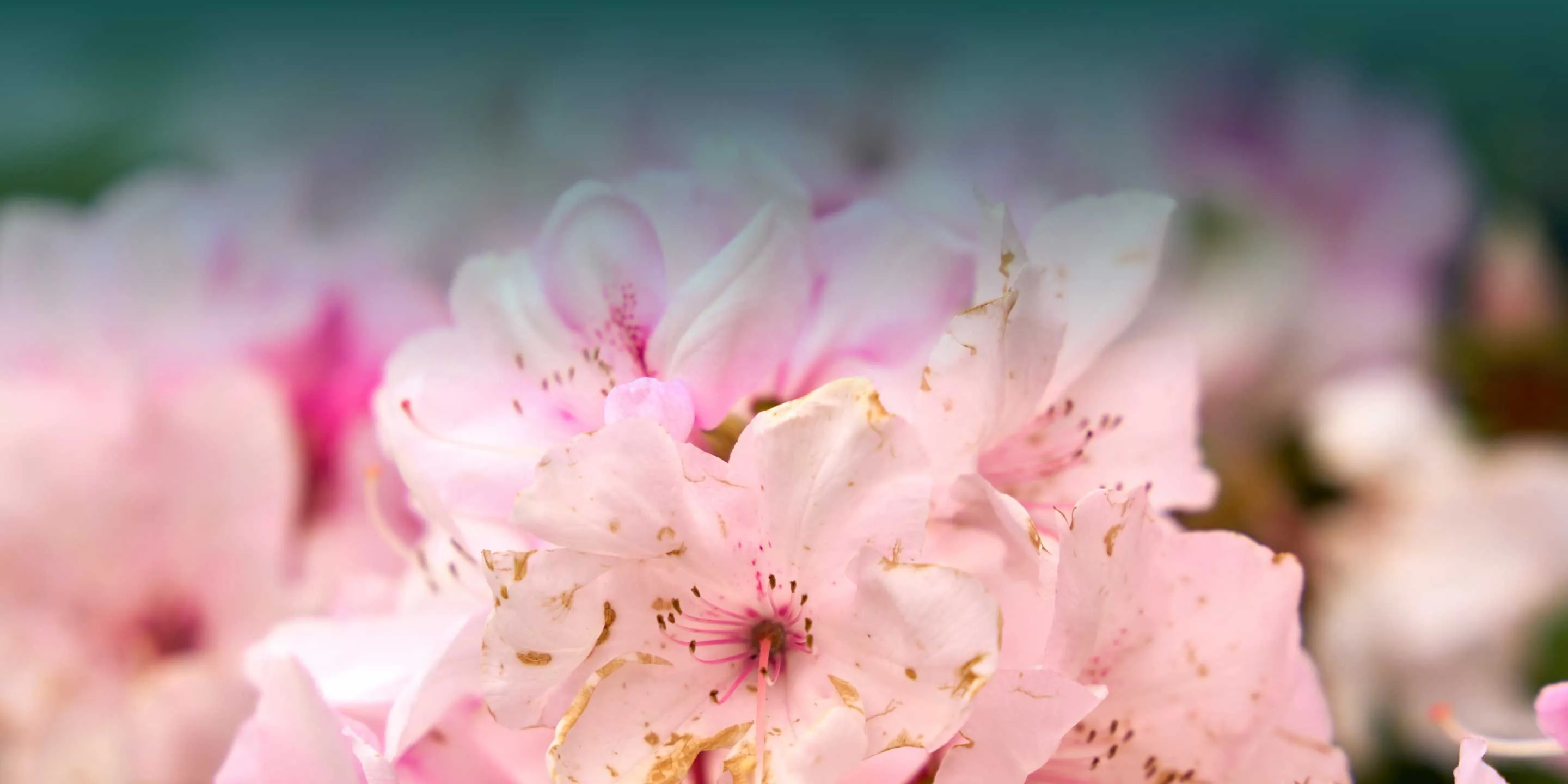 Rosa Blüten eines Baumes