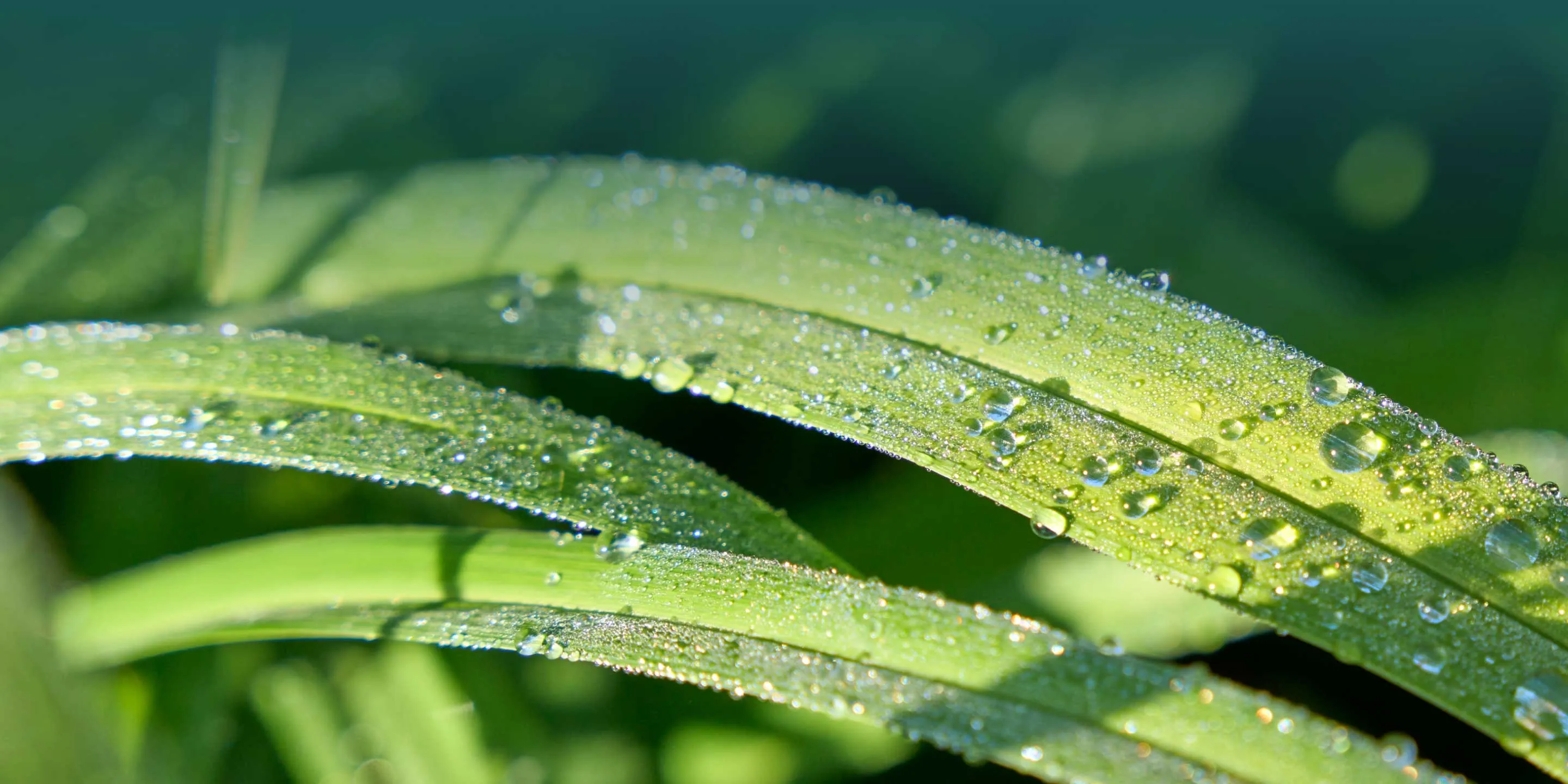 Grüne Gräser mit perlenden Tropfen