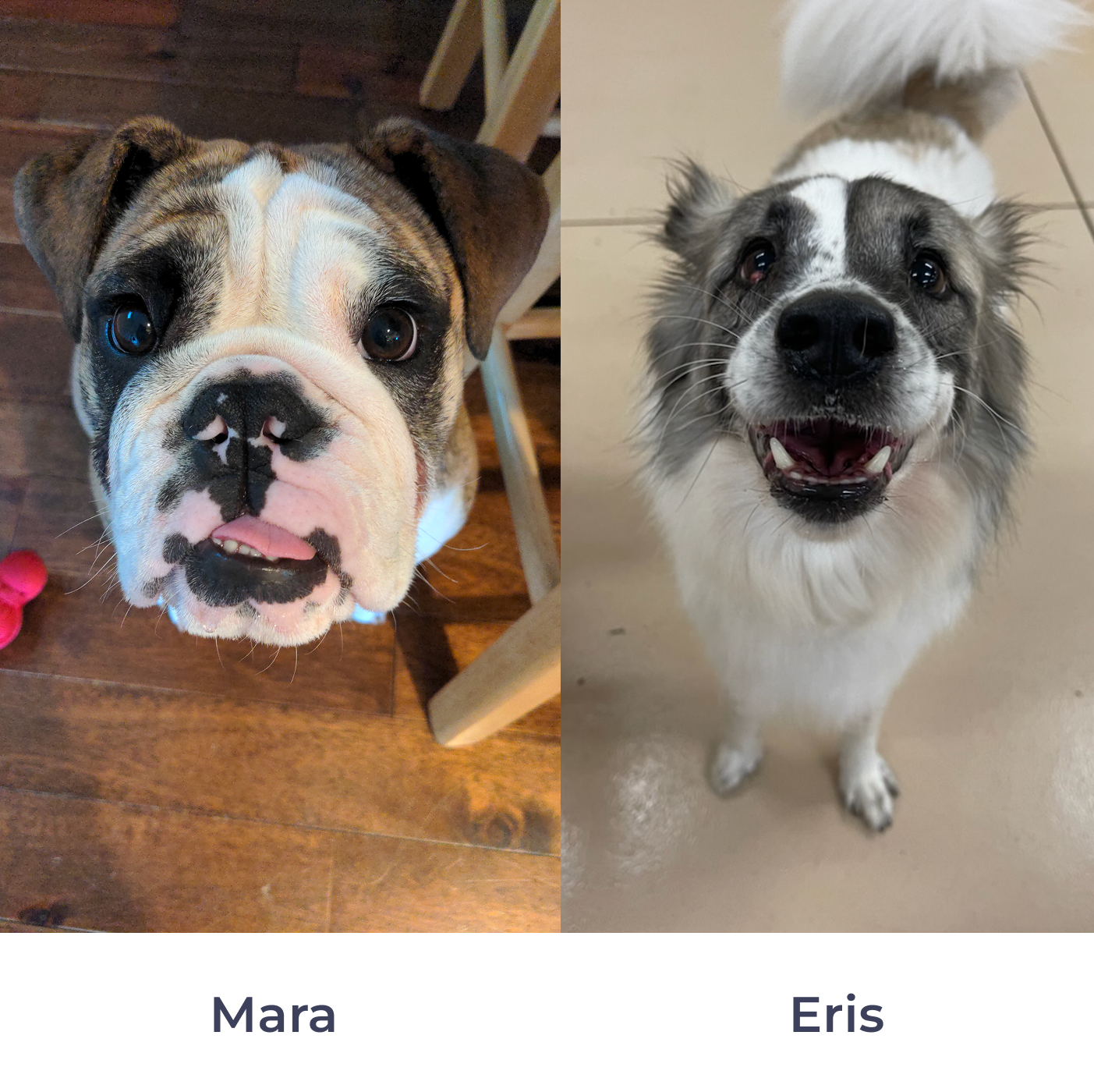 Two pictures of dogs pieced together with a young English bulldog looking into the camera on the left and a mostly white with grey portions on the face of an Australian Shepherd/Collie mix looking happy into the camera on the right