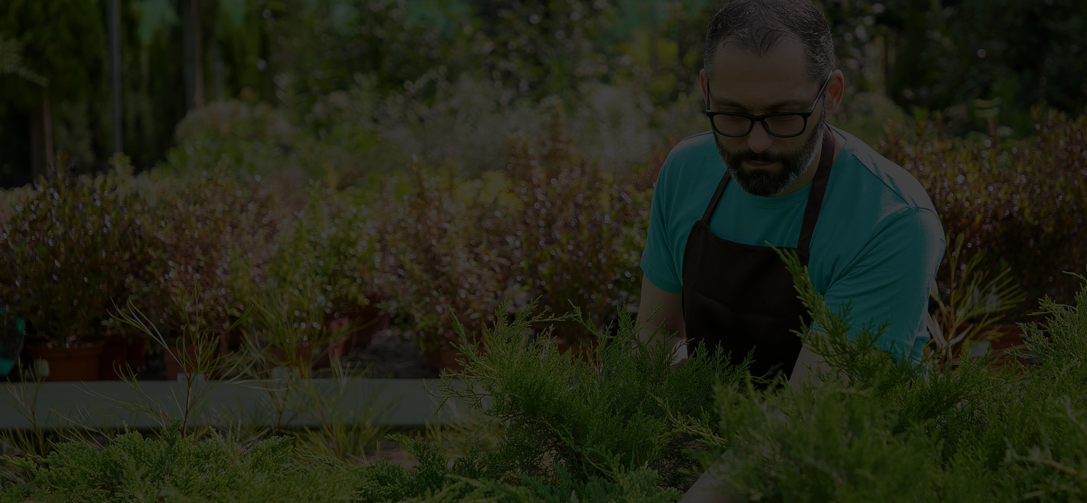 Man in glasses and apron tending to green plants in a nursery or garden center outdoors.