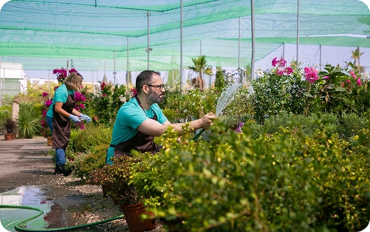 Man and woman watering flowering plants in a greenhouse nursery under green shade cloth.