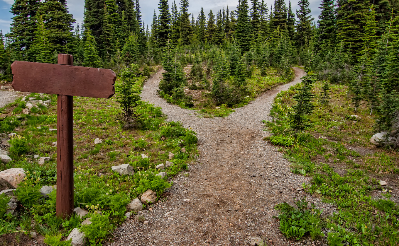 Forked dirt pathway through green forested area with empty wooden signpost nearby.