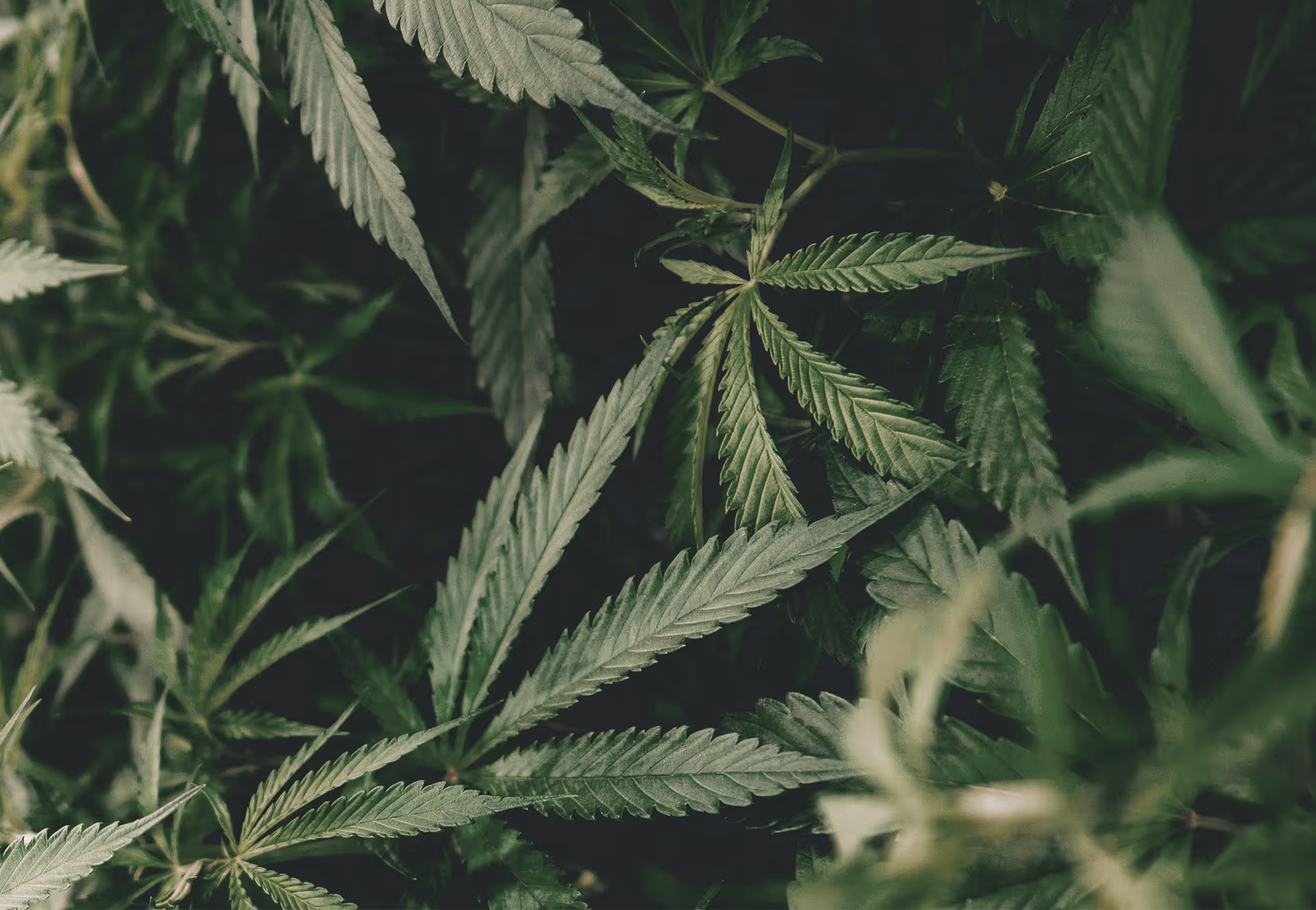 Close-up of green cannabis leaves with serrated edges in natural light.