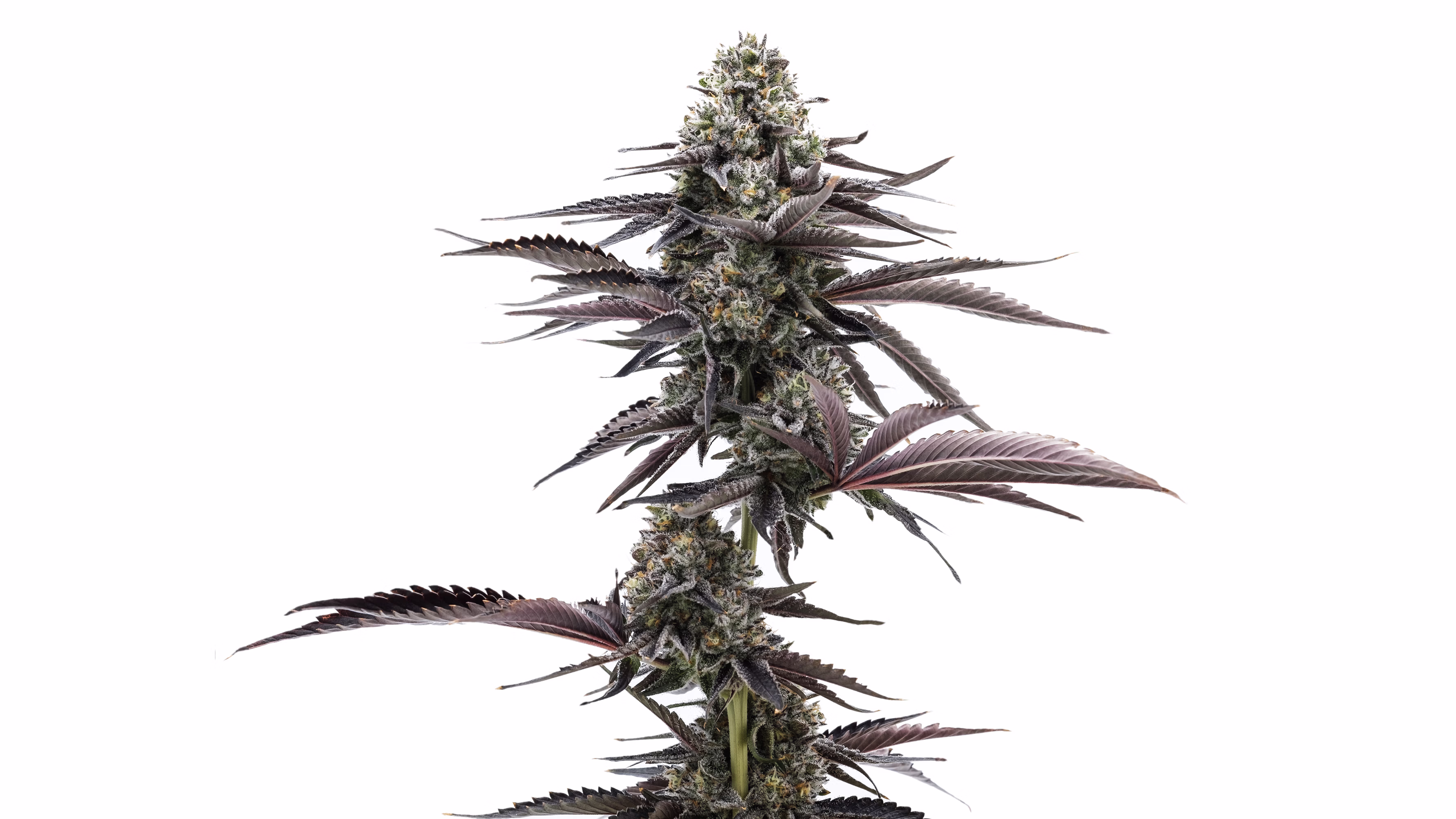 Close-up of a cannabis plant with purple-tinted leaves and dense frosty buds on a white background.
