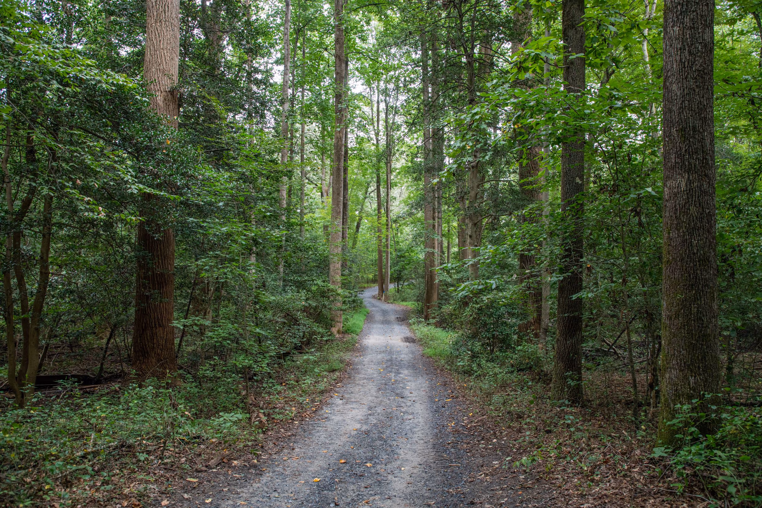 Portfolio Project Thumbnail