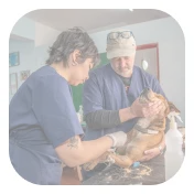 Veterinarian examining a dog's paw while the owner holds the dog on an examination table.