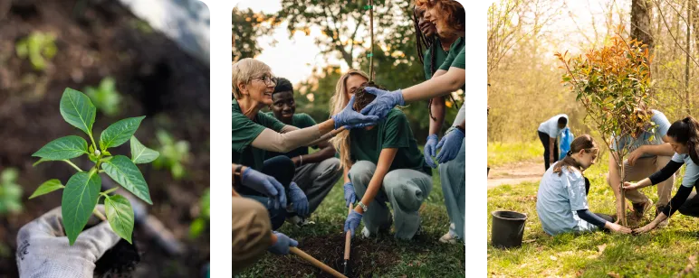 Three images showing people engaged in environmental activities: left, a gloved hand holding a small plant; center, a diverse group of volunteers giving a high-five while planting; right, two individuals planting a young tree in grass.