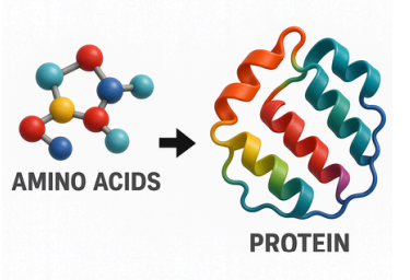 Illustration showing amino acids on the left as colored spheres linked together and a folded multicolored protein structure on the right.