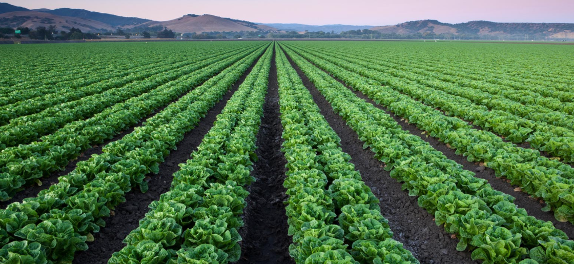 image of field with diverse crops