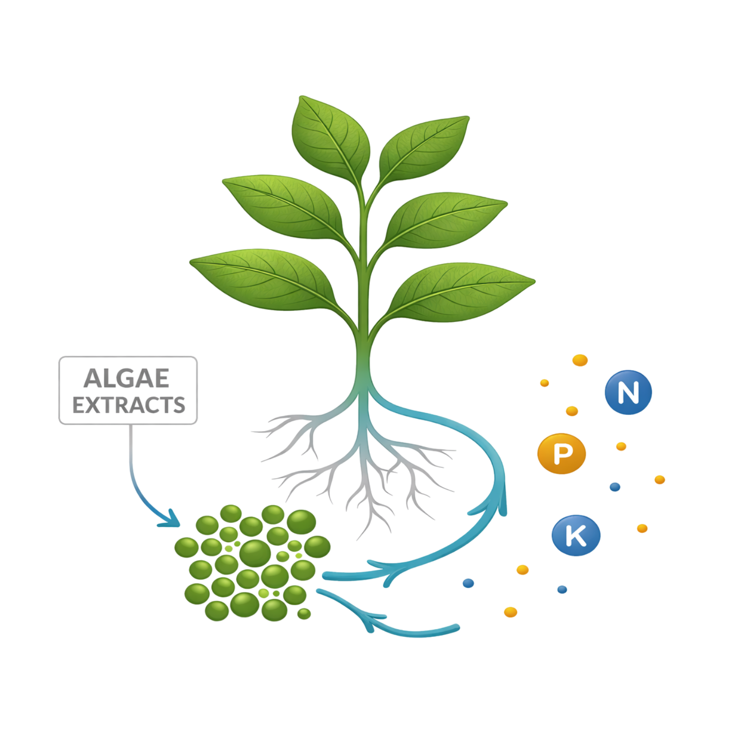 Illustration showing a green plant with roots absorbing nitrogen (N), phosphorus (P), and potassium (K) from algae extracts depicted as green dots.