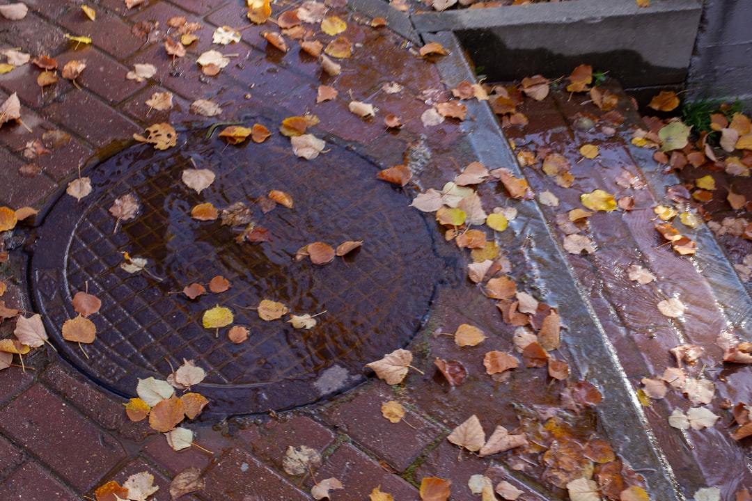 Clogged outdoor drain covered in wet leaves and stormwater debris Clogged outdoor drain covered in wet leaves and stormwater debris