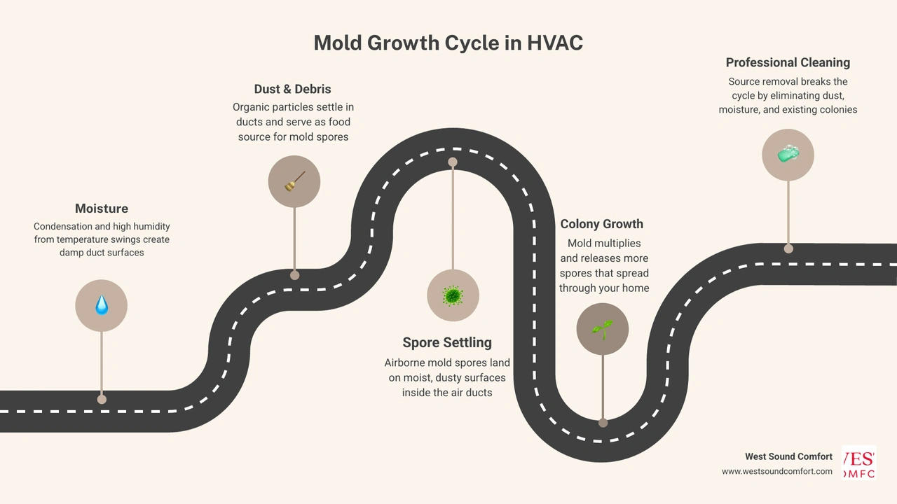 Infographic showing the cycle of mold growth in HVAC ducts and how duct cleaning breaks that cycle infographic Infographic showing the cycle of mold growth in HVAC ducts and how duct cleaning breaks that cycle infographic