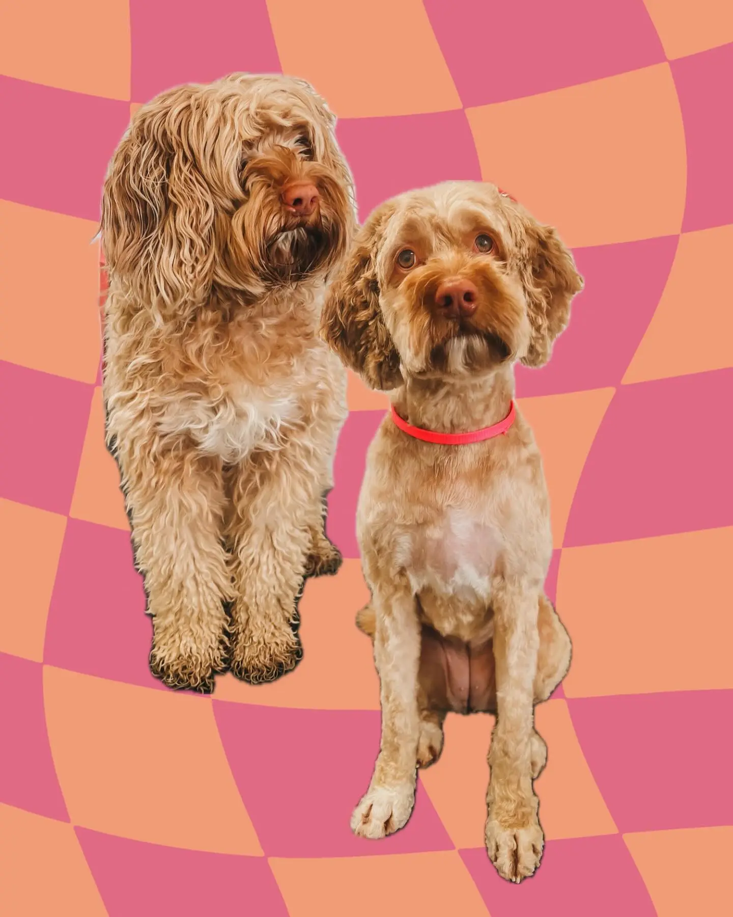 een foto van een hond die getrimd is bij de trimsalon