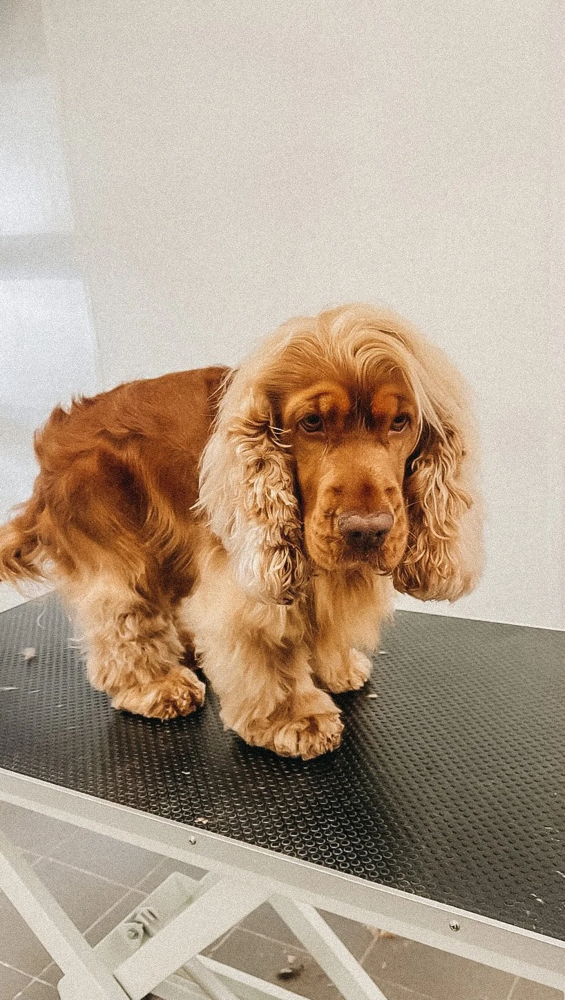 een foto van een hond die getrimd is bij de trimsalon