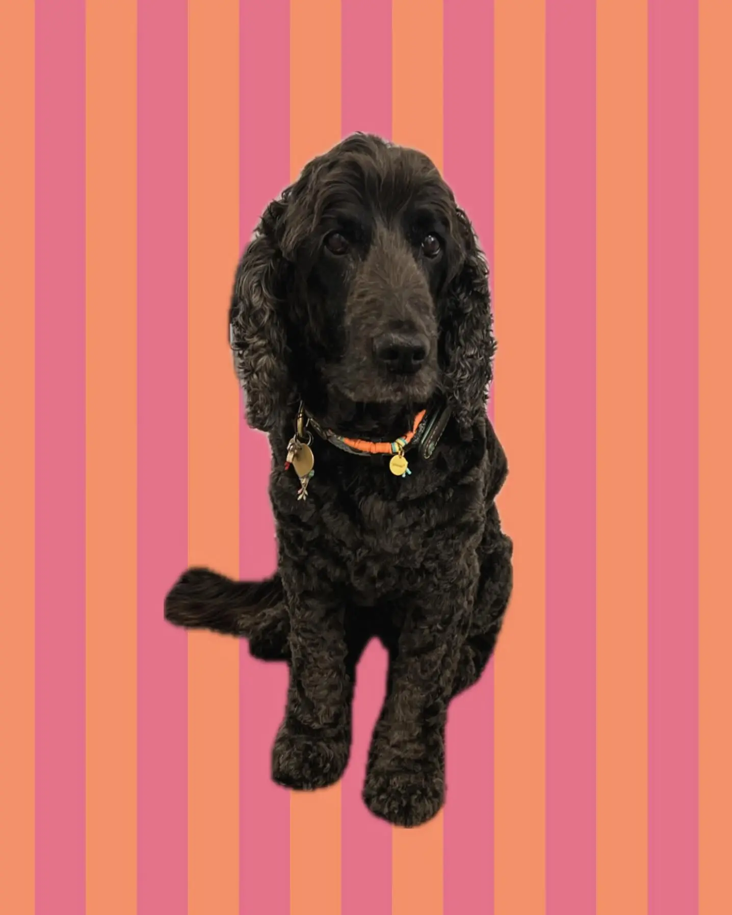 een foto van een hond die getrimd is bij de trimsalon