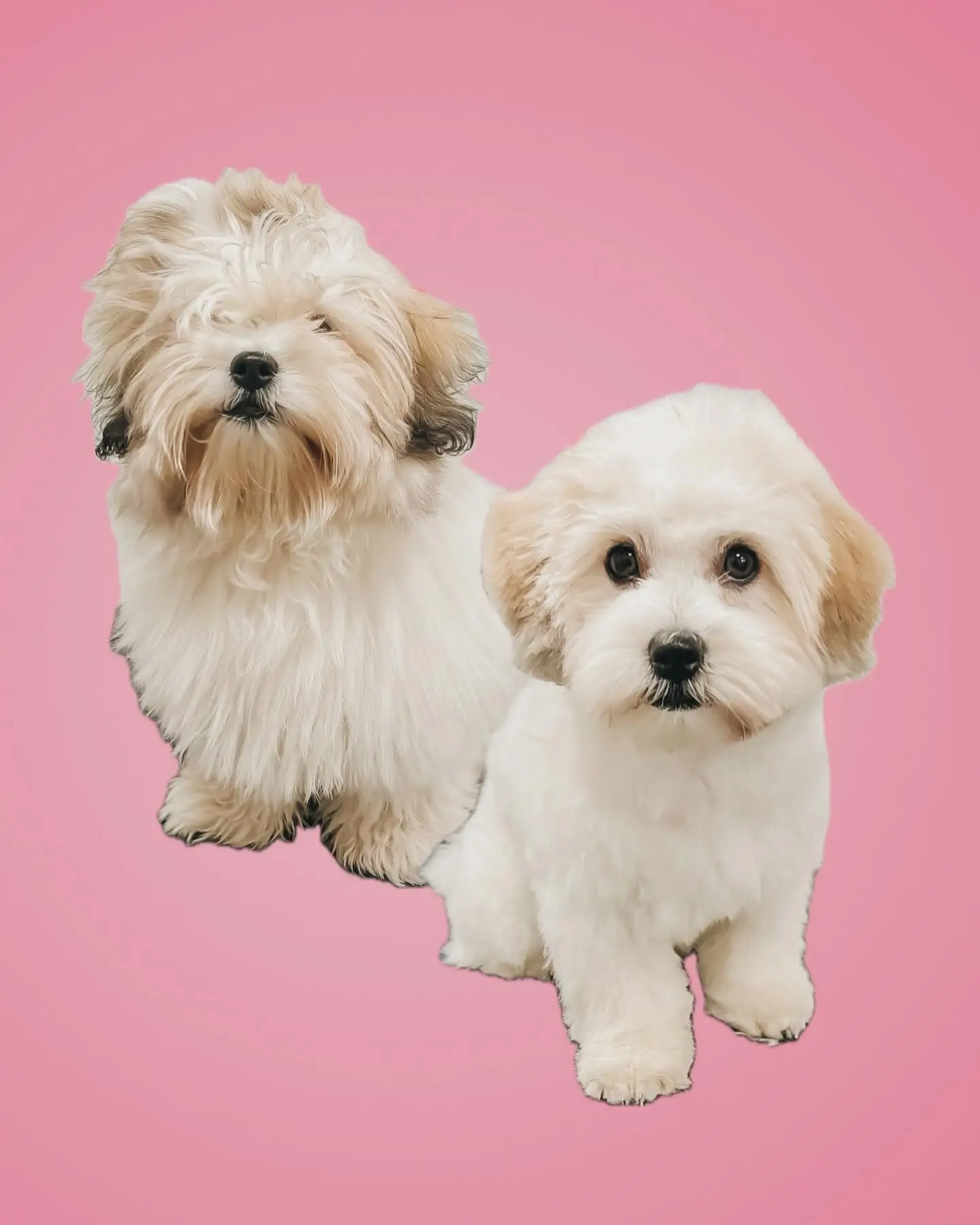 een foto van een hond die getrimd is bij de trimsalon