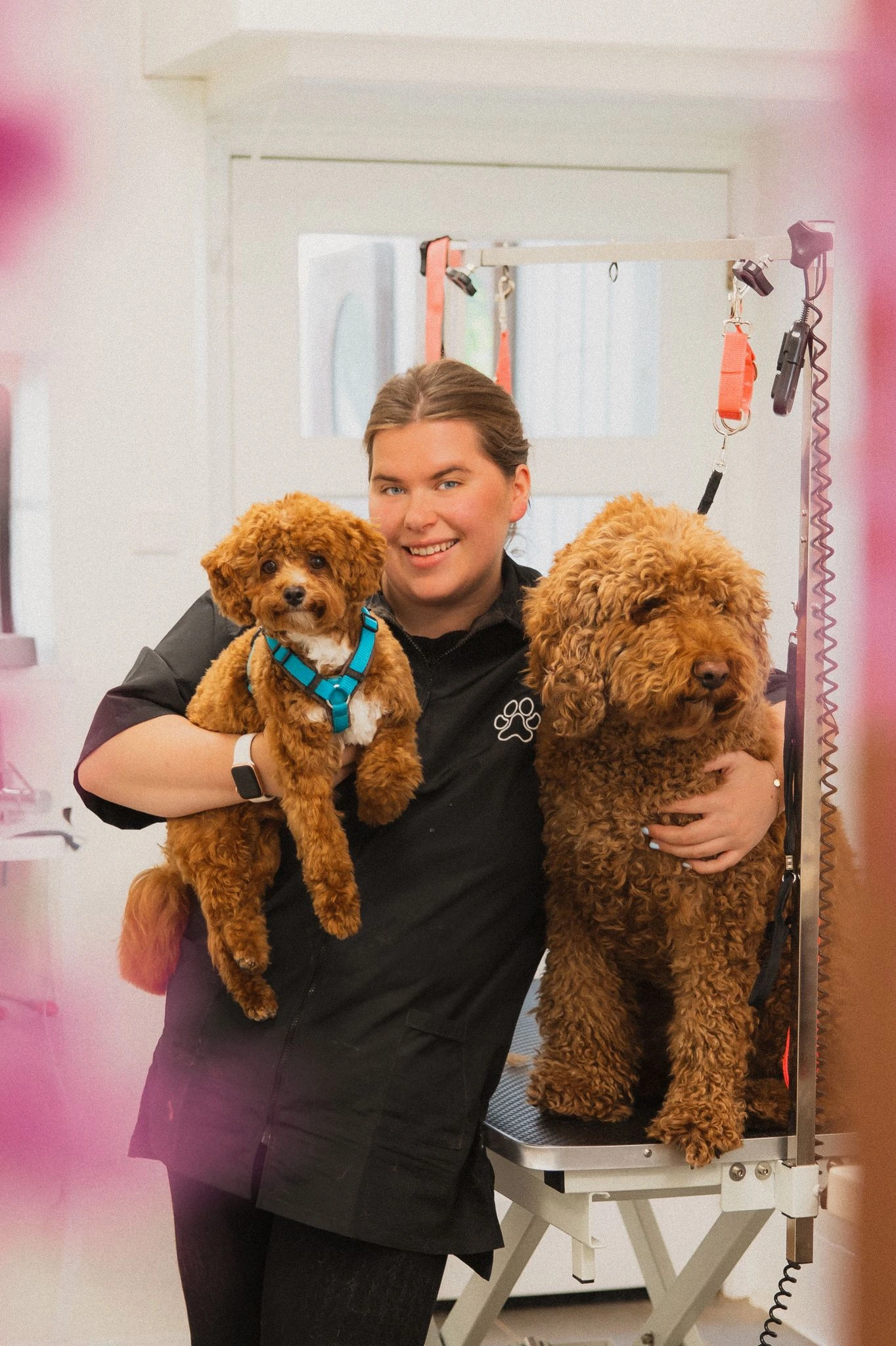 Een hond bij de trimsalon StudioFur