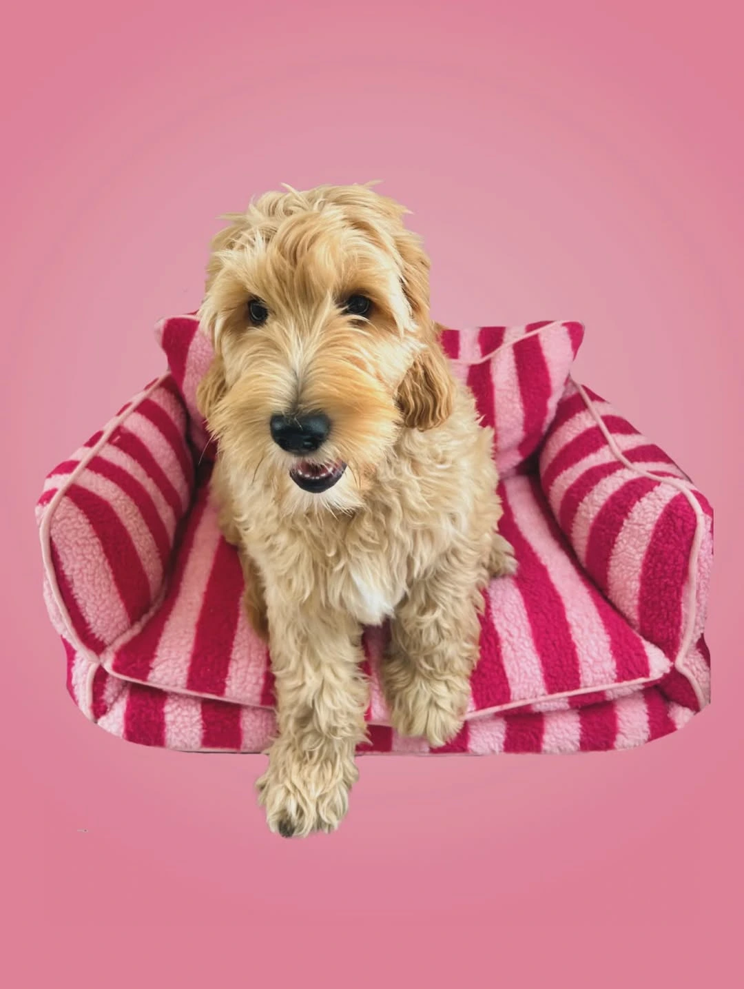 een foto van een hond die getrimd is bij de trimsalon