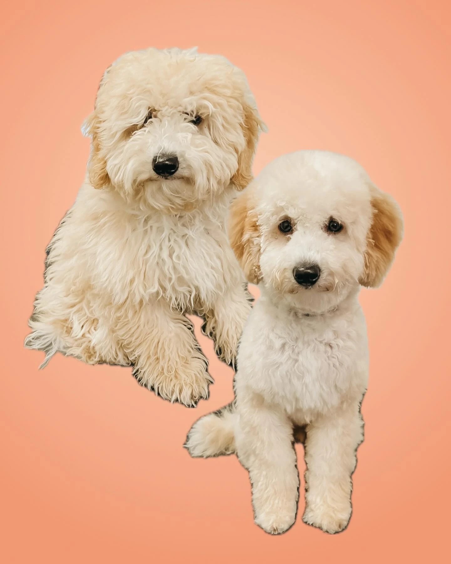 een foto van een hond die getrimd is bij de trimsalon