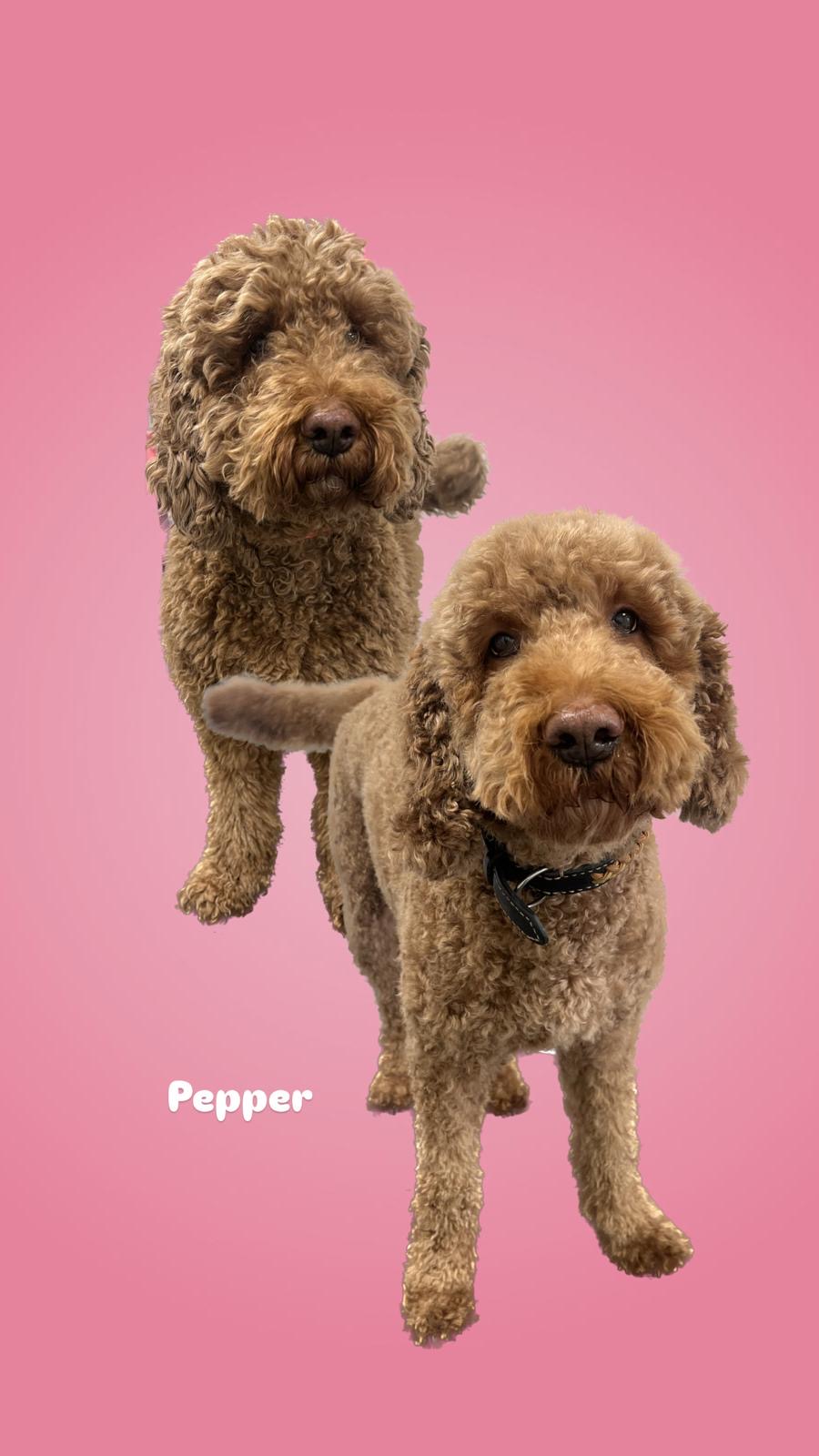 een foto van een hond die getrimd is bij de trimsalon