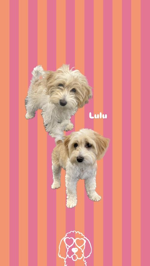 een foto van een hond die getrimd is bij de trimsalon