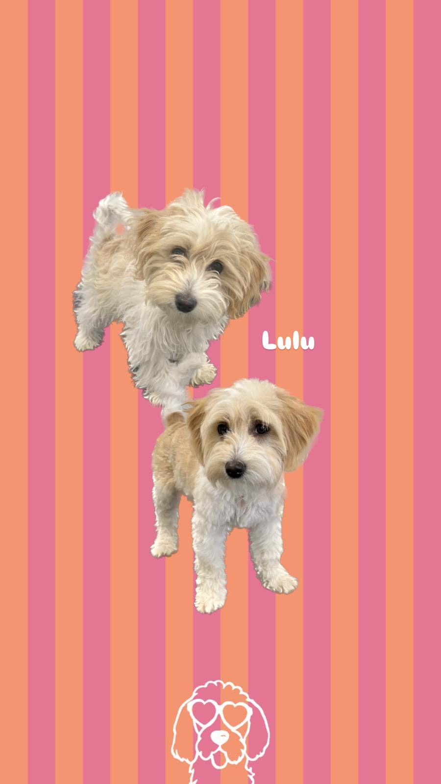 een foto van een hond die getrimd is bij de trimsalon