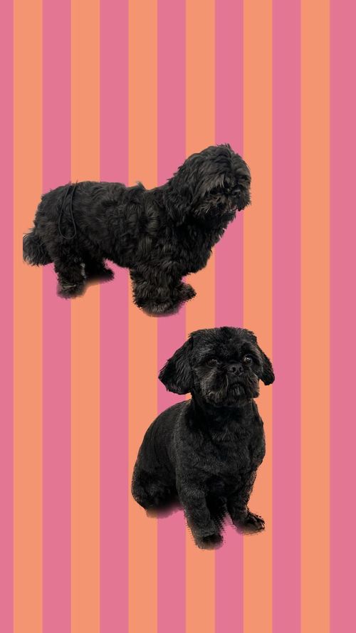 een foto van een hond die getrimd is bij de trimsalon